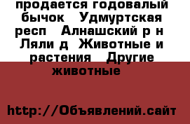 продается годовалый бычок - Удмуртская респ., Алнашский р-н, Ляли д. Животные и растения » Другие животные   